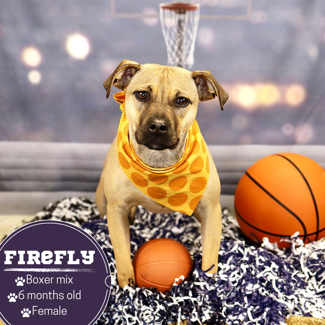 Basketball Court Indoor Photography Sports Club Studio Photo backdrop UK J04311