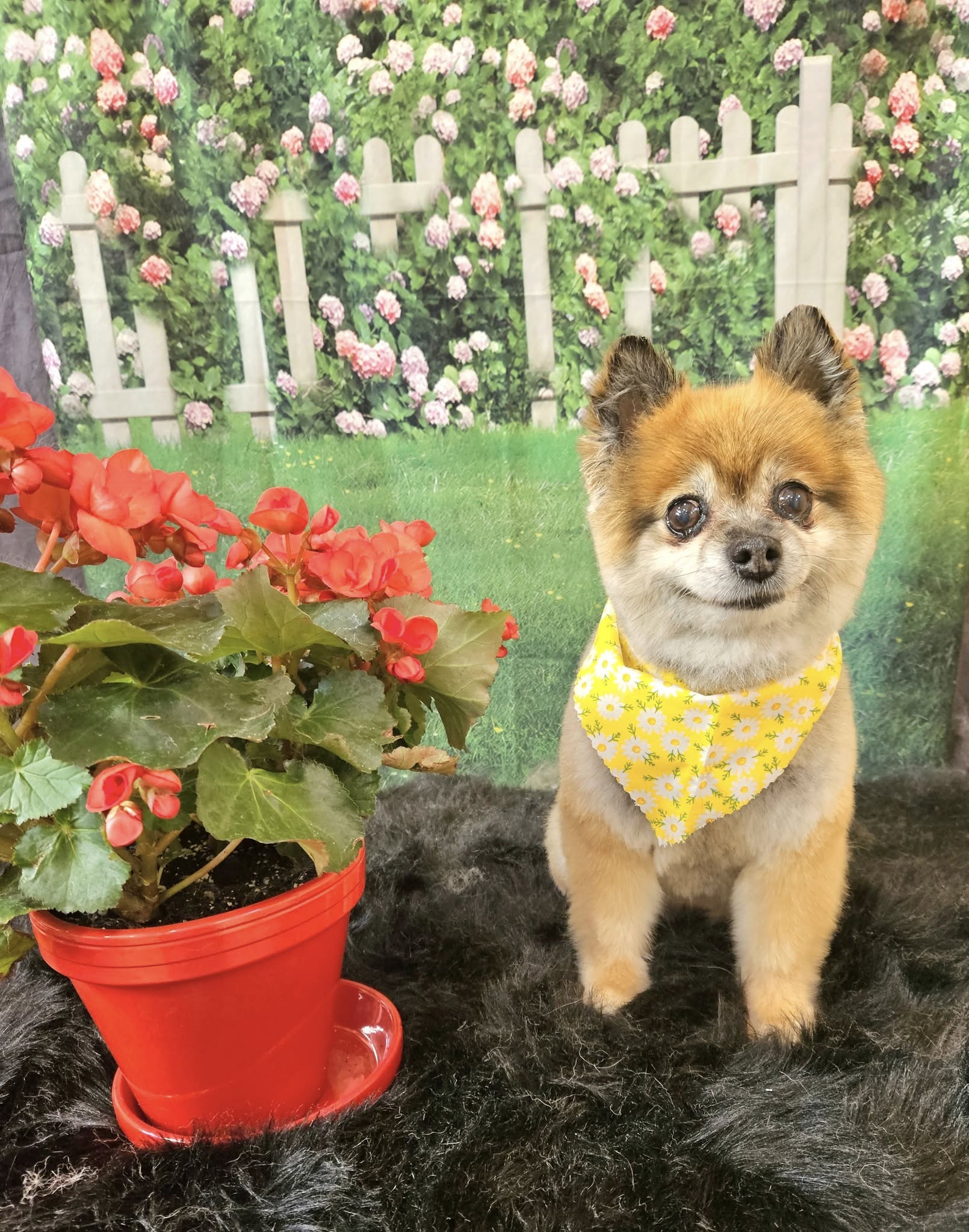 Spring  Flowers Green Grass Wedding backdrop uk GC-97