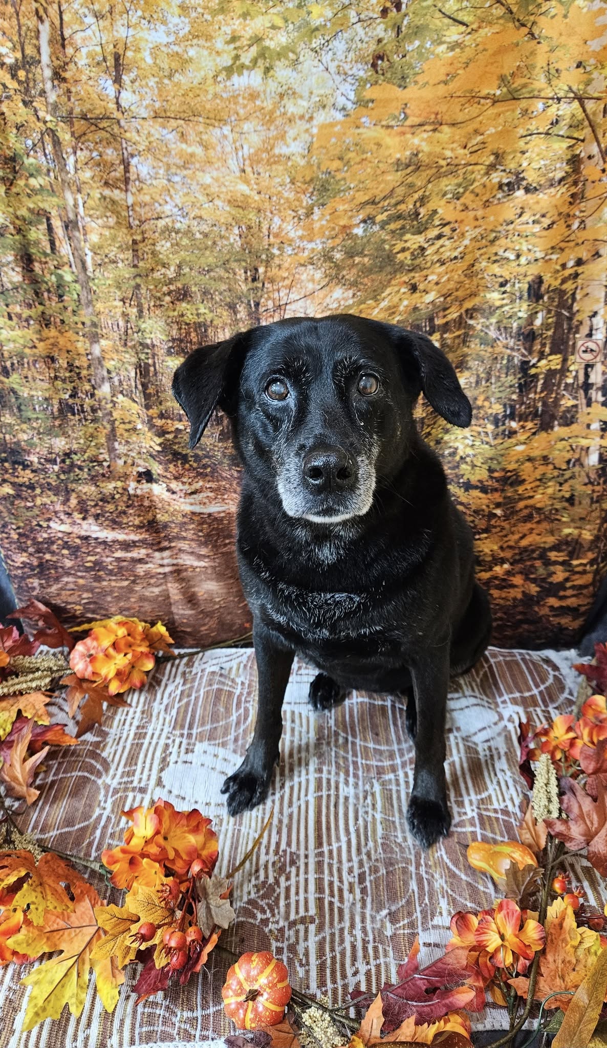Autumn Yelllow Leaves Fall Nature Forest Photo Backdrop UK  MR-2271
