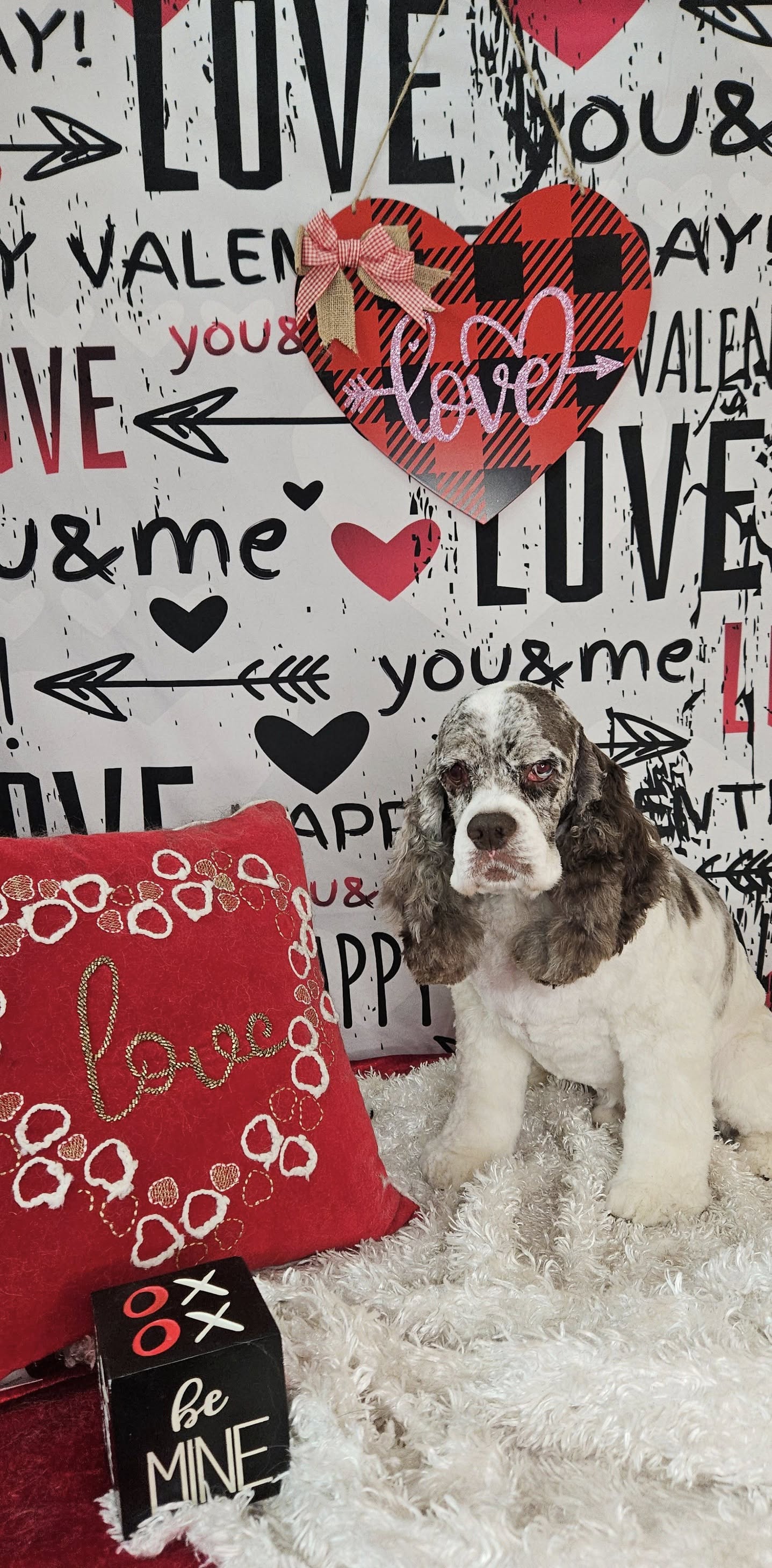 Valentine's Day Cupid's Arrow Romantic Text Graffiti Wall Wood Floor Backdrop M12-19