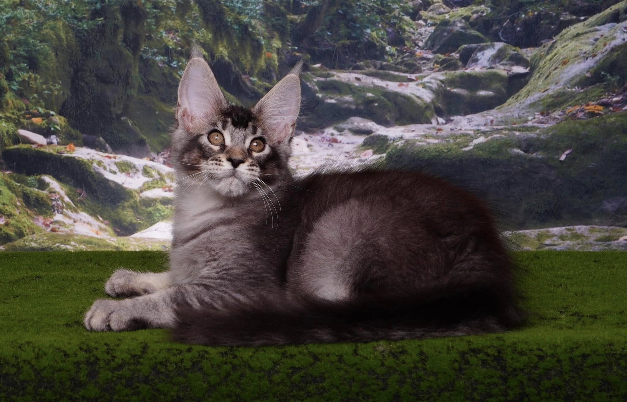 Mysterious Jungle Path Photography Backdrop UK M9-57