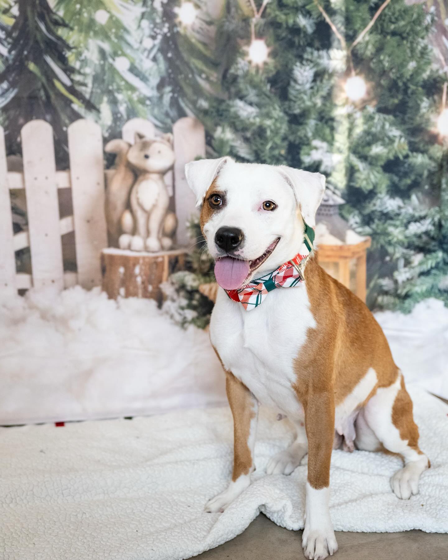 Snowy Forest Elk Christmas Photography Backdrop UK M6-90