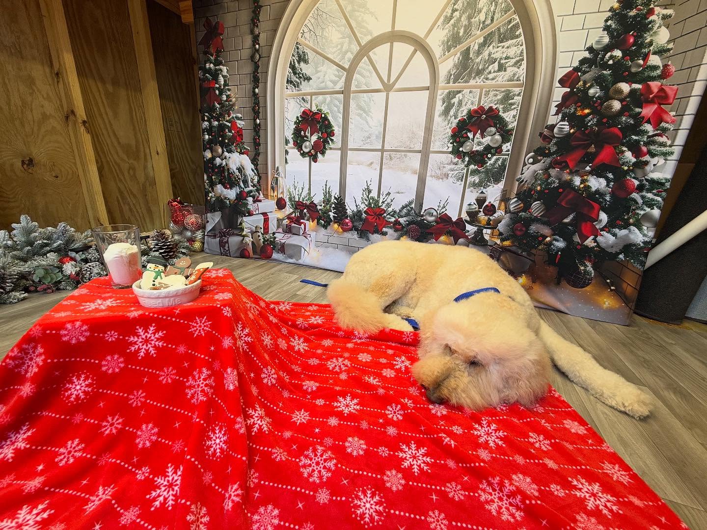 Christmas Arched Window Decorations Backdrop UK RR7-690