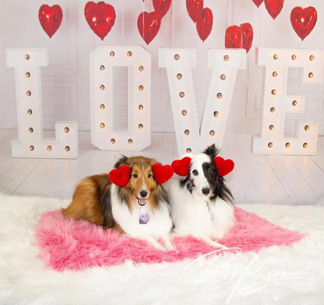 Valentine¡¯s Day Red Heart Balloons LOVE Backdrop SH-856