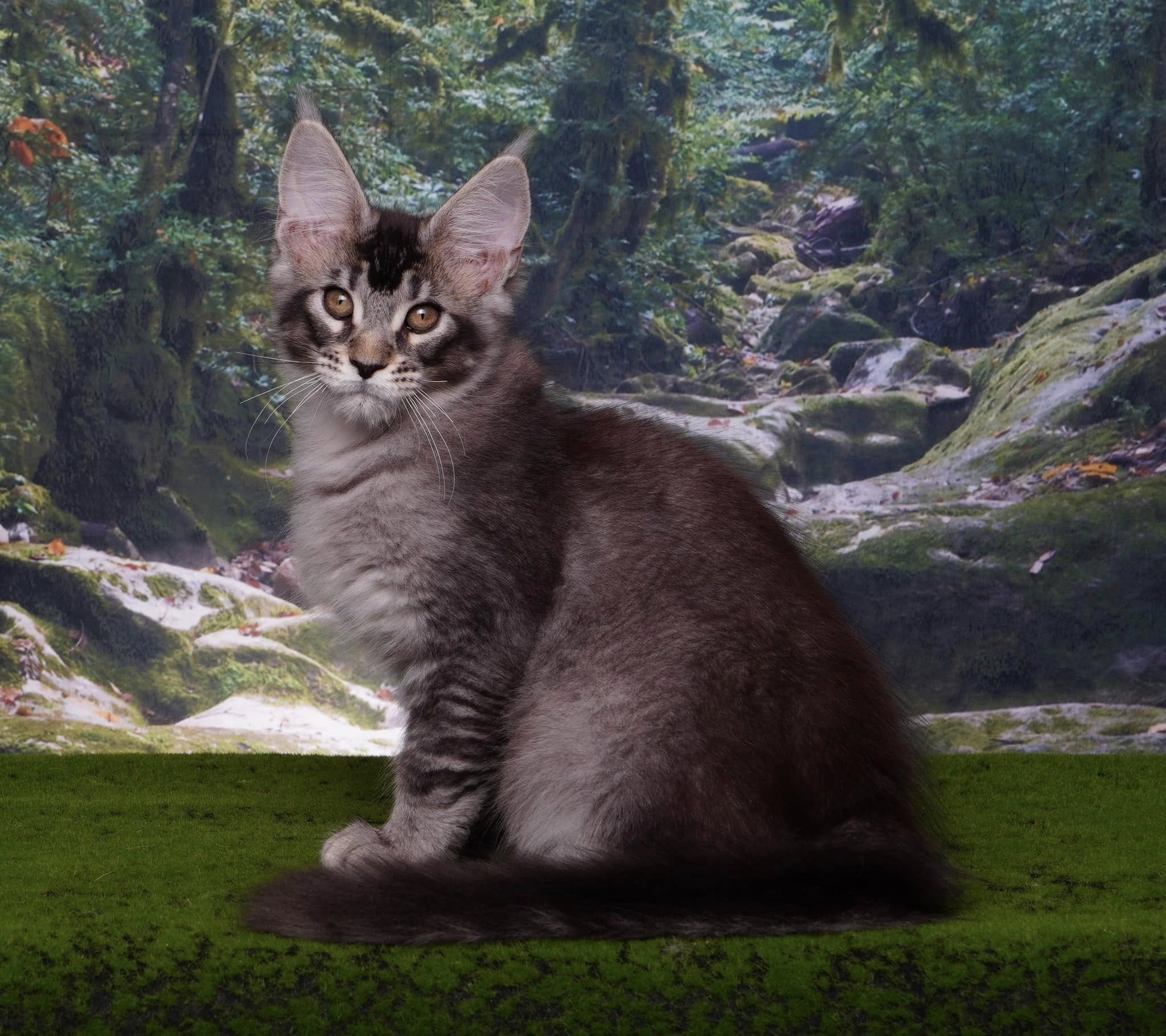 Mysterious Jungle Path Photography Backdrop UK M9-57