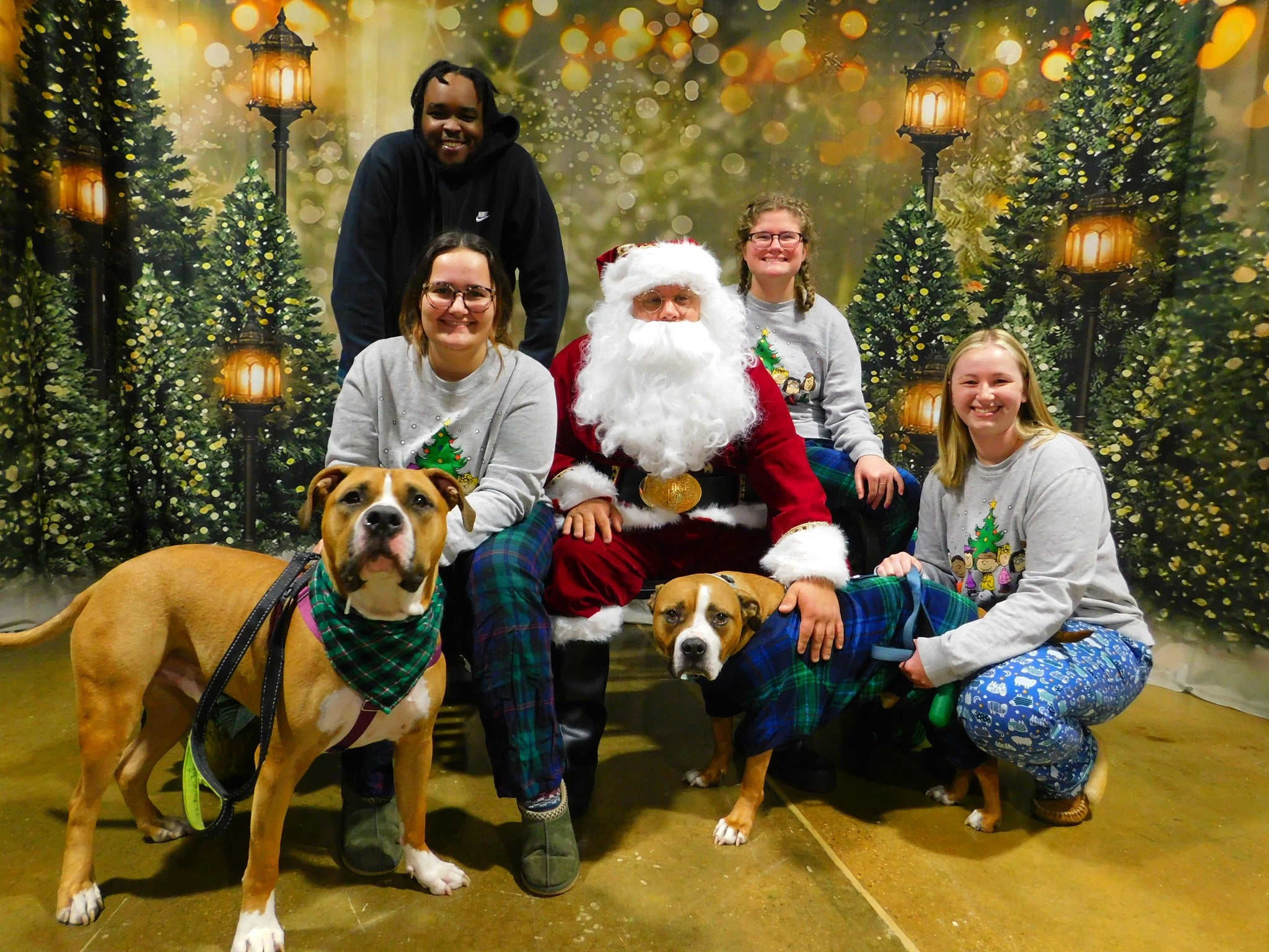 Outdoor Christmas Trees Lights Flashing backdrop UK  G-1440