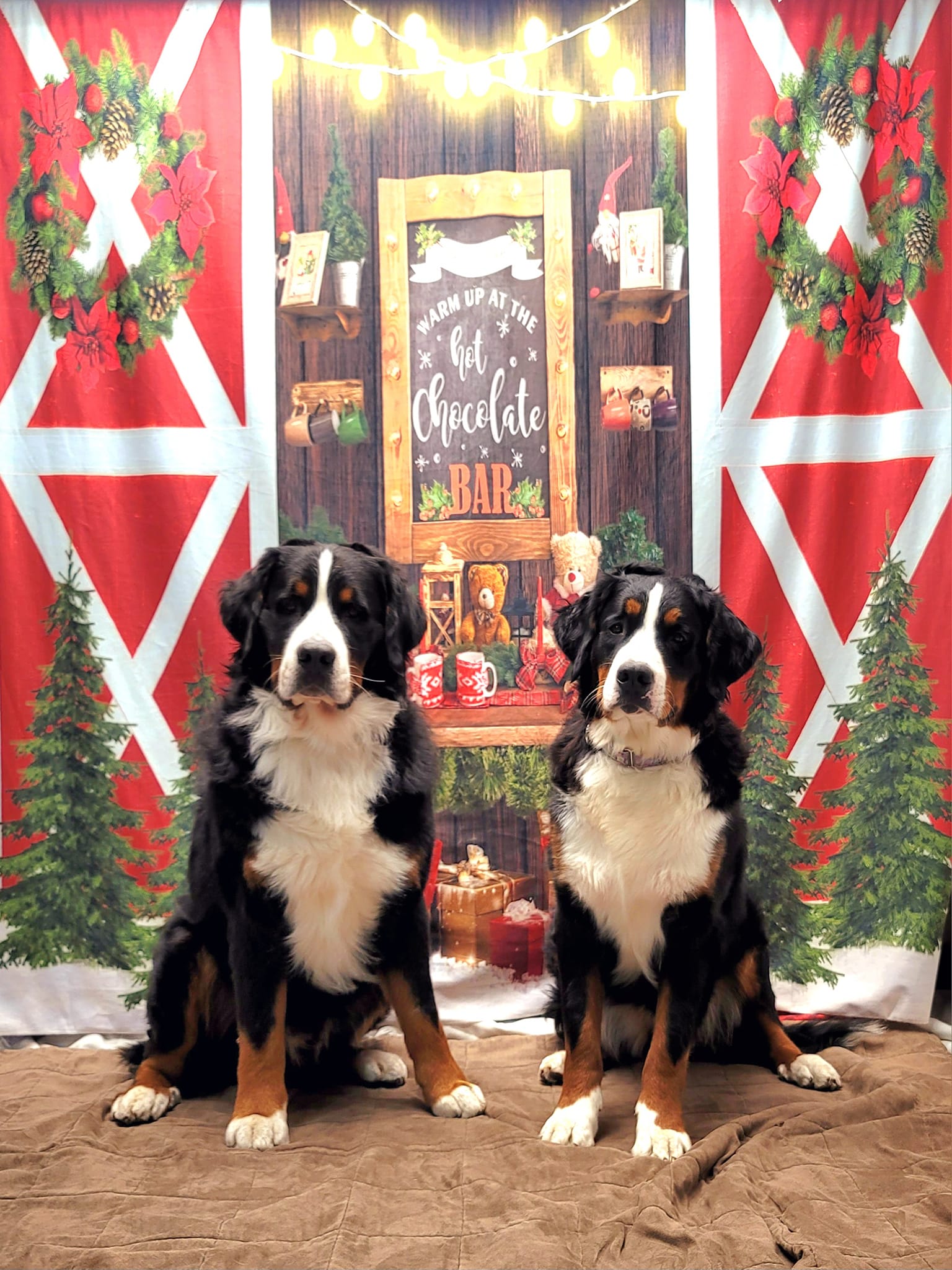 Fir Tree Wreath Christmas Hot Chocolate Backdrop UK D932