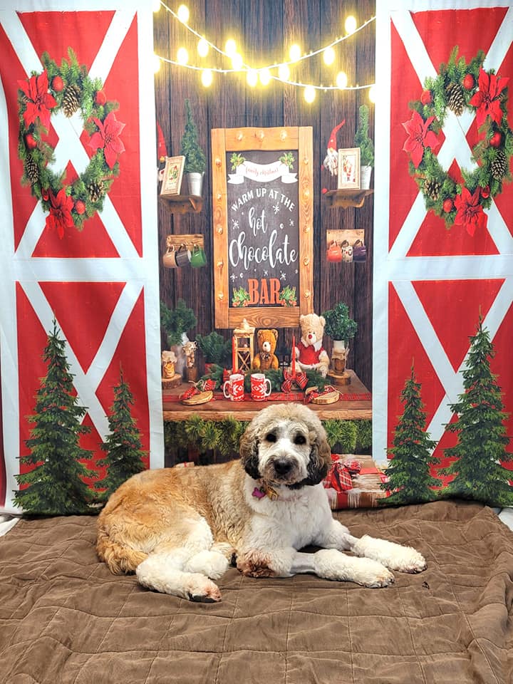 Fir Tree Wreath Christmas Hot Chocolate Backdrop UK D932