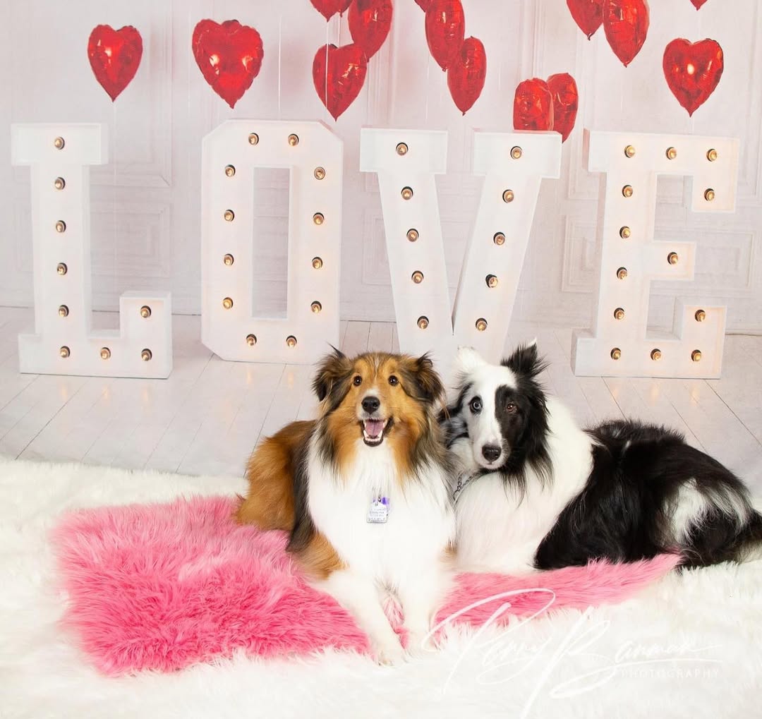 Valentine¡¯s Day Red Heart Balloons LOVE Backdrop SH-856