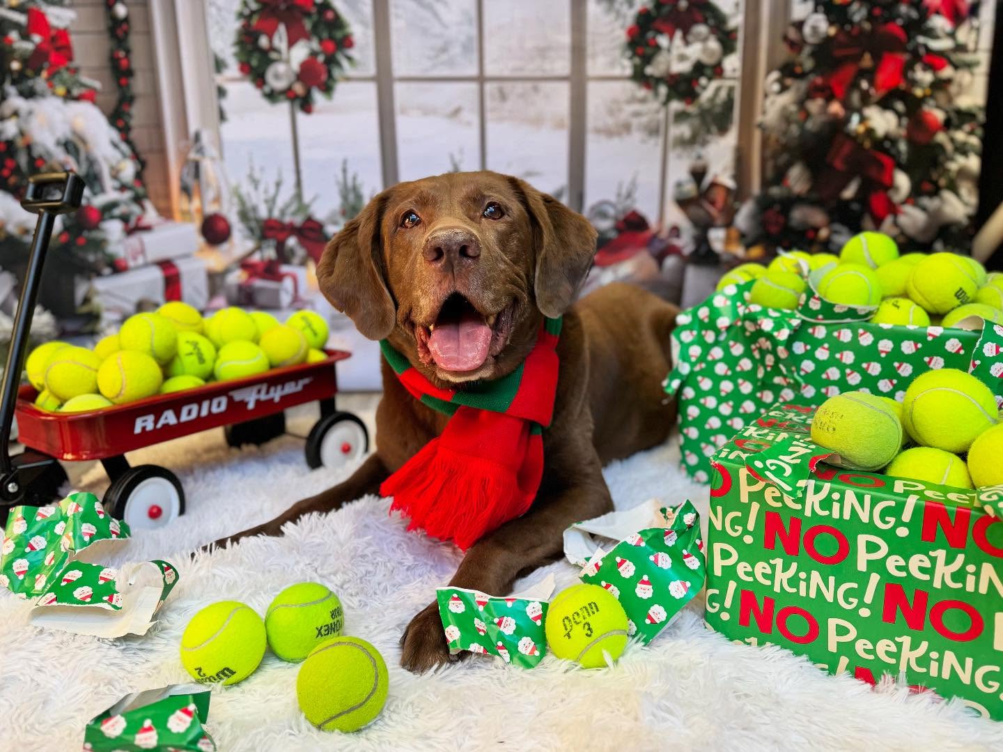 Christmas Arched Window Decorations Backdrop UK RR7-690