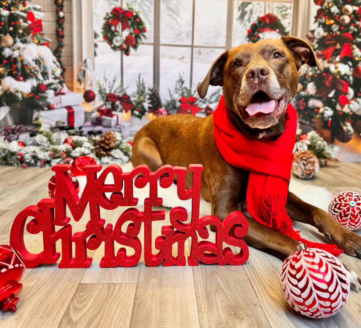 Christmas Arched Window Decorations Backdrop UK RR7-690