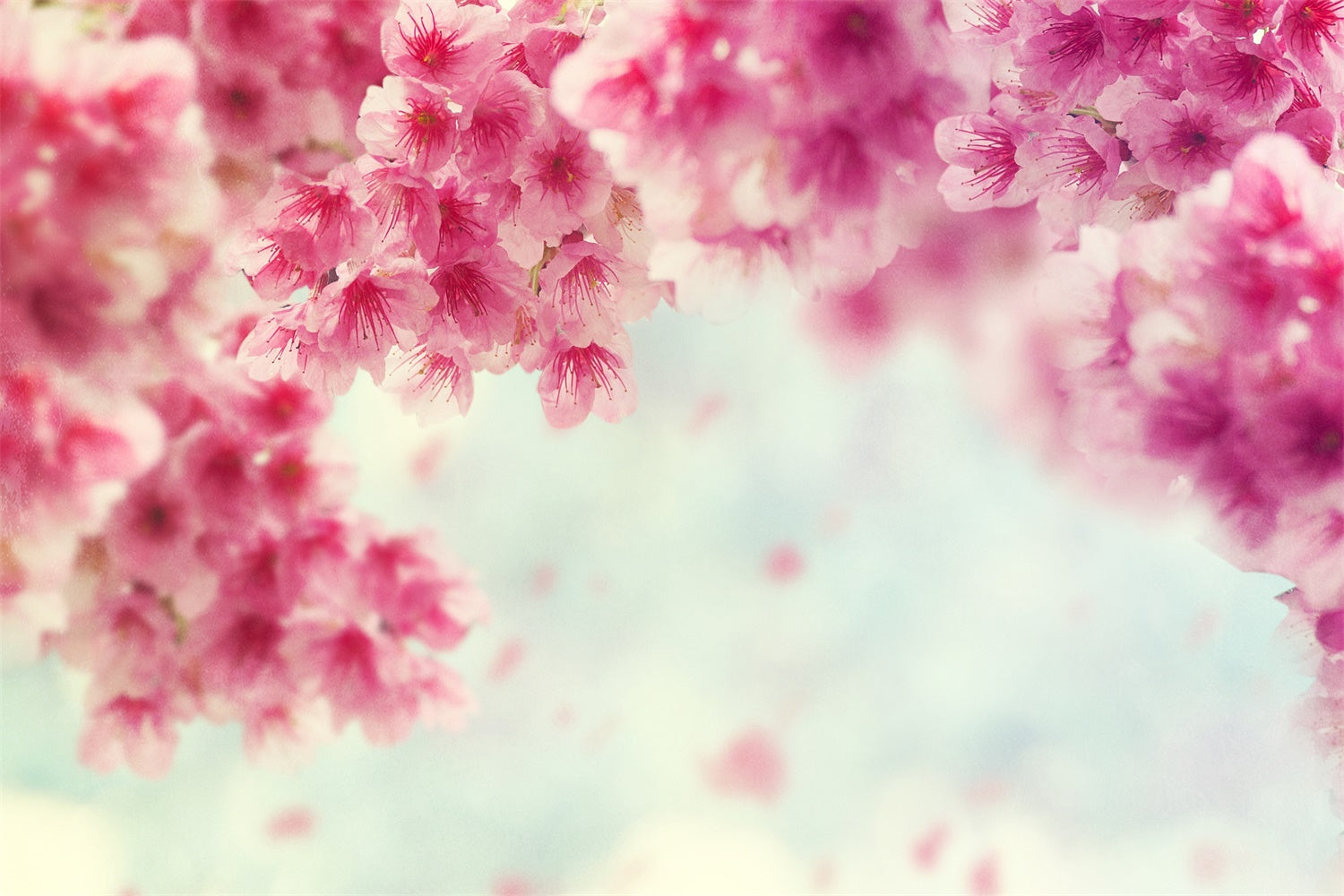 Spring Backdrop Photography Cherry Petals Falling Backdrop UK BRP12-466