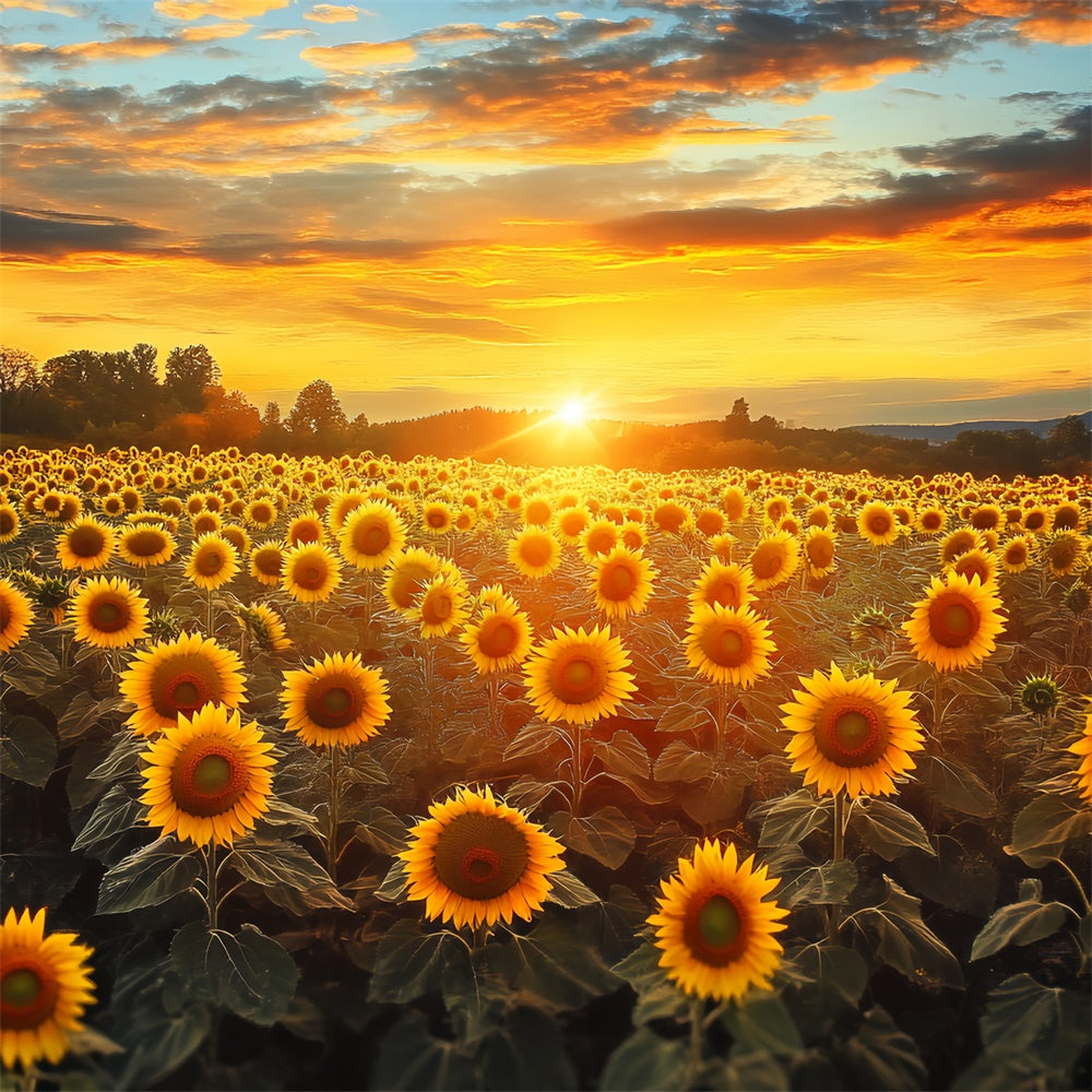 Sunset Photo Backdrop Fire Sky Sunflower Fall Backdrop UK BRP57-172