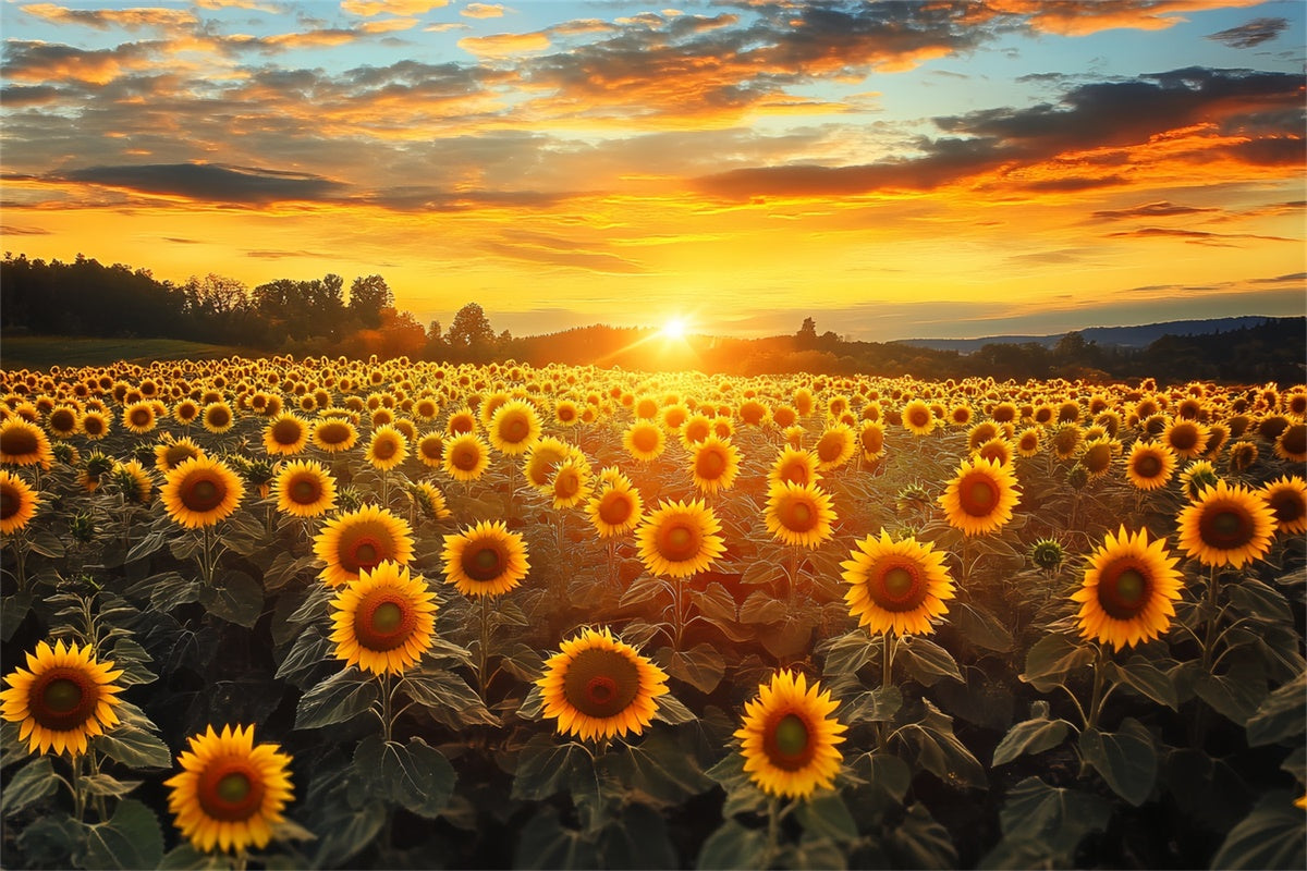 Sunset Photo Backdrop Fire Sky Sunflower Fall Backdrop UK BRP57-172