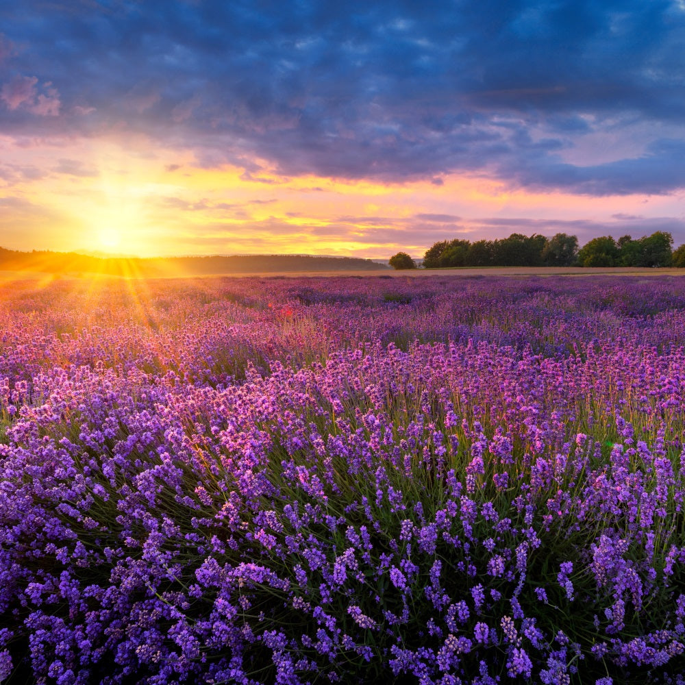 Lavender Photo Backdrop Twilight Purple Meadow Backdrop UK GQ4-24