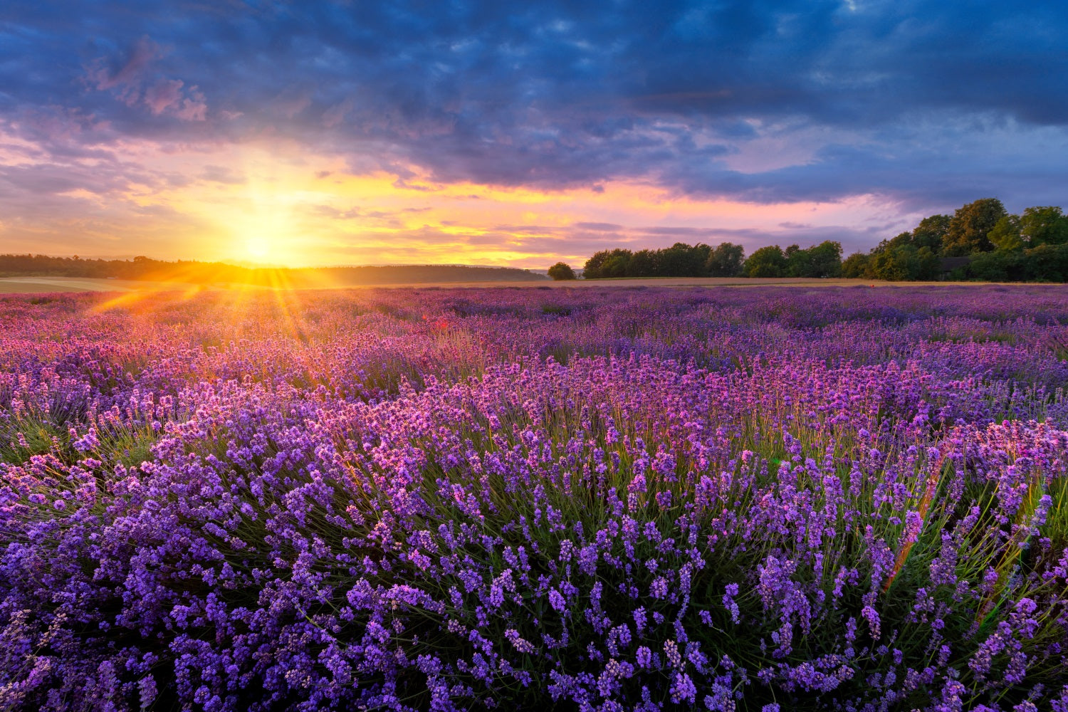 Lavender Photo Backdrop Twilight Purple Meadow Backdrop UK GQ4-24