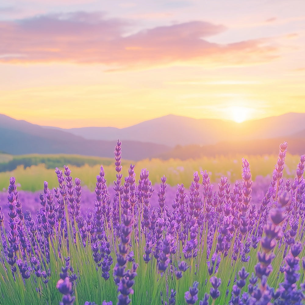 Purple Flower Backdrop Lavender Sunset Field Photography Backdrop UK GQ4-27