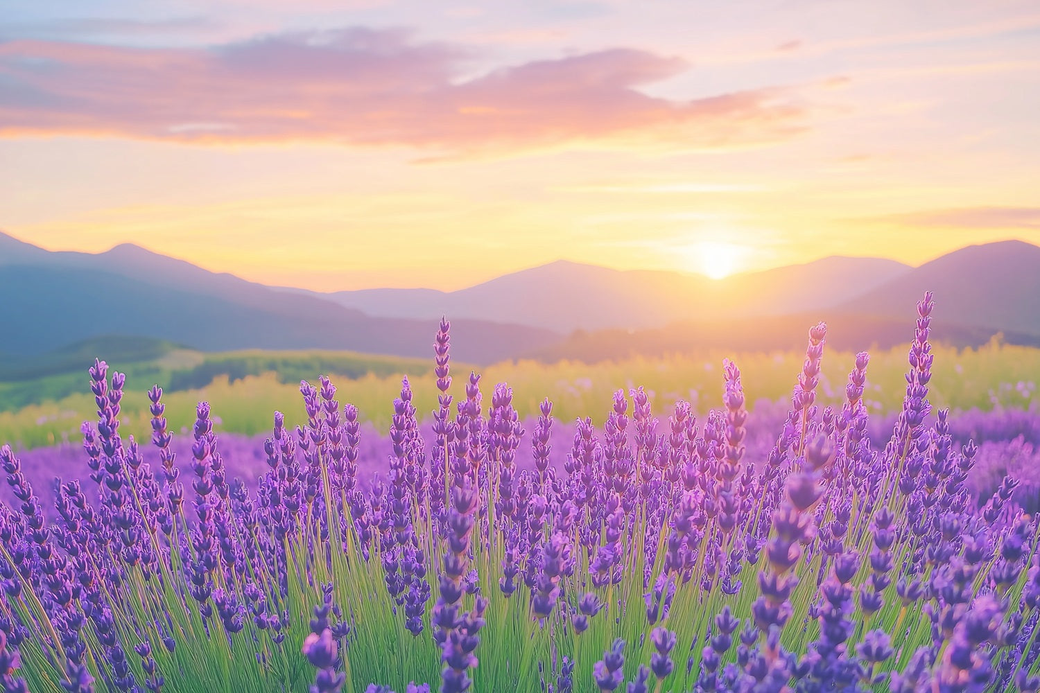 Purple Flower Backdrop Lavender Sunset Field Photography Backdrop UK GQ4-27