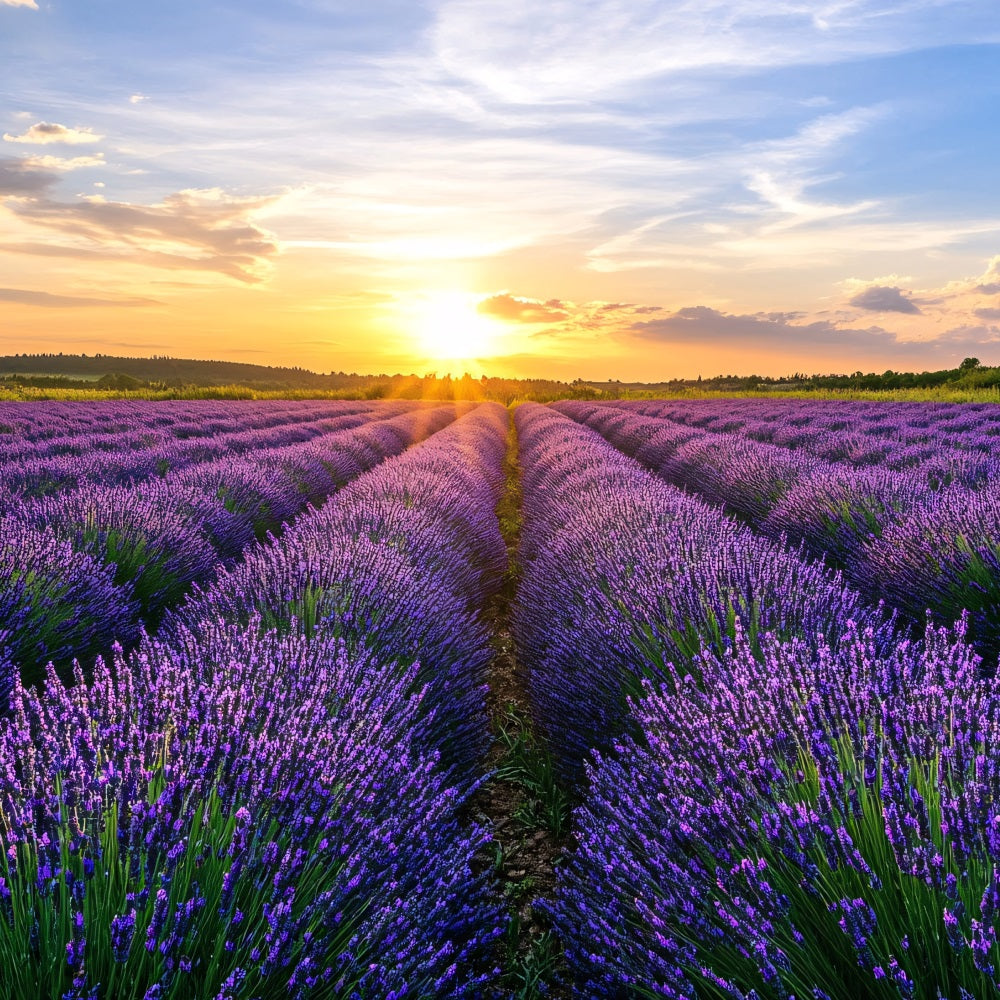 Purple Flowers Backdrop Blooming Lavender Horizon Photo Backdrop UK GQ4-29