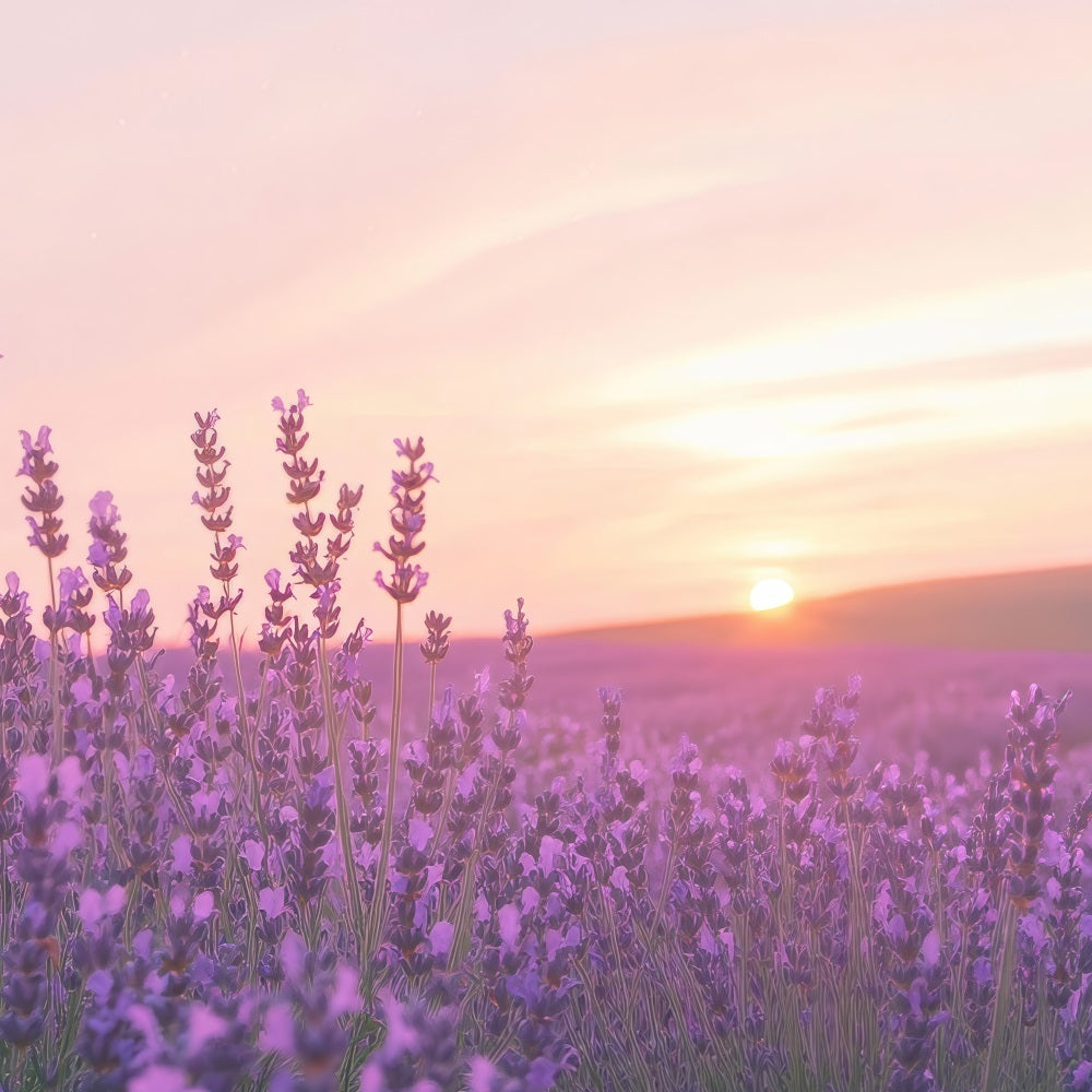 Lavender Photo Backdrop Sunset Floral Field Backdrop UK GQ4-32