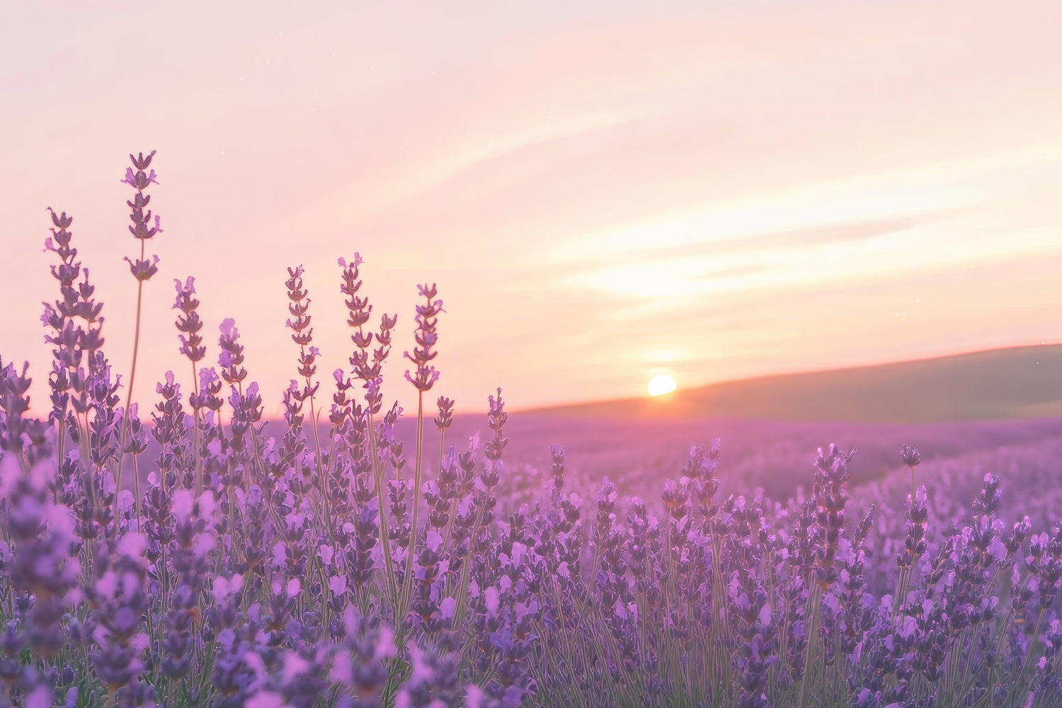 Lavender Photo Backdrop Sunset Floral Field Backdrop UK GQ4-32