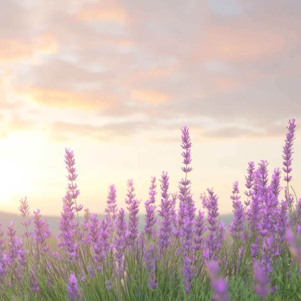 Lavender Backdrops Warm Glow Purple Flower Backdrop UK GQ4-33