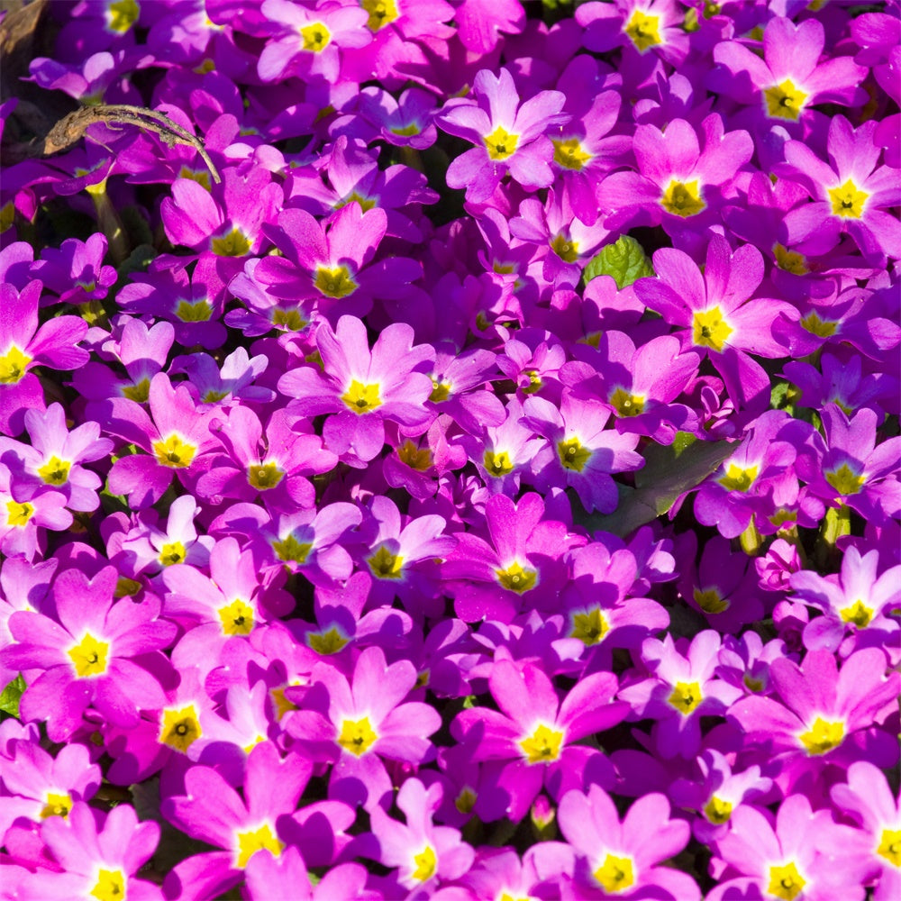 Purple Floral Backdrop Vibrant Wildflower Bloom Backdrop UK GTY3-30