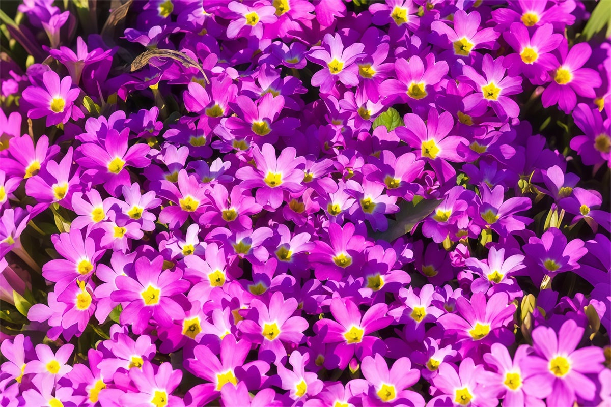 Purple Floral Backdrop Vibrant Wildflower Bloom Backdrop UK GTY3-30