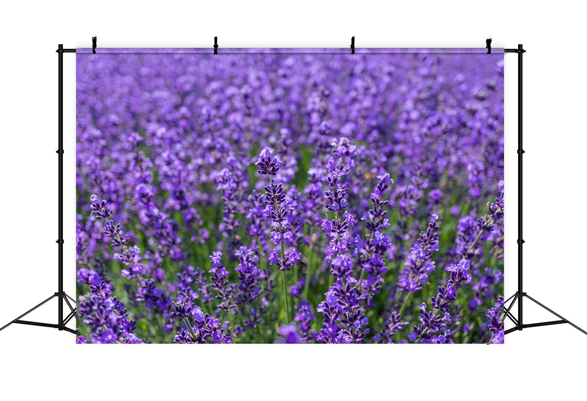 Flower Photo Backdrop Enchanting Lavender Expanse Backdrop UK GTY3-33
