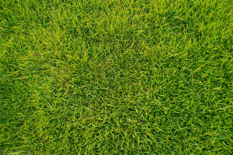 Floor Backdrop Photography Lush Green Grass Floor Backdrop UK LXX2-227