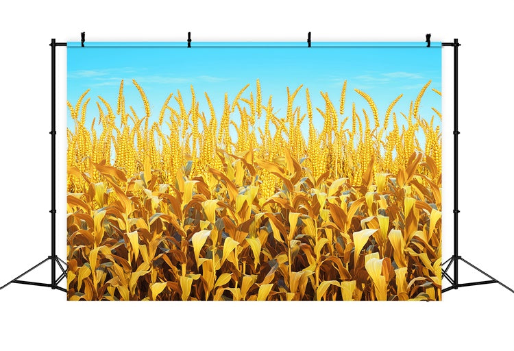 Fall Thanksgiving Backdrop Golden Grain Sky Scene Backdrop UK LXX57-330