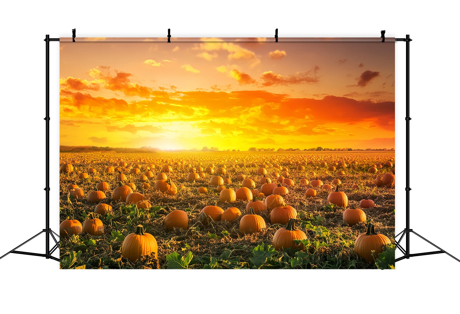 Autumn Fall Backdrop Pumpkin Field Golden Sunset Pumpkin Backdrop UK LXX58-166