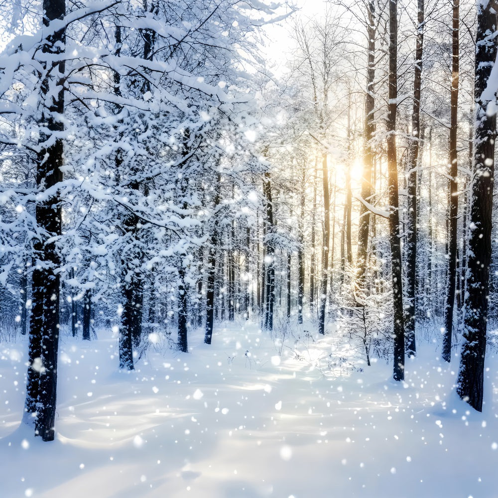 Snowy Forest Sparkling Sunrise Winter Woods Woodland Forest Backdrop UK LXX58-276