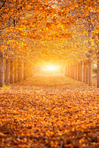 Autumn Forest Sunshine Maple Trees Backdrop UK M6-104