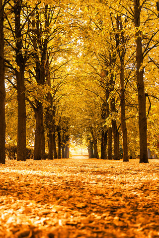 Autumn Landscape Alley Trees Sunlight Backdrop UK M6-105