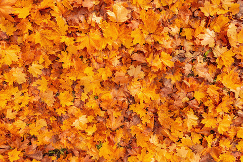 Autumn Golden Maple Leaves Photography Backdrop UK M6-97