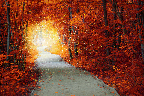 Magical Autumn forest Path Landscape Backdrop UK M7-85