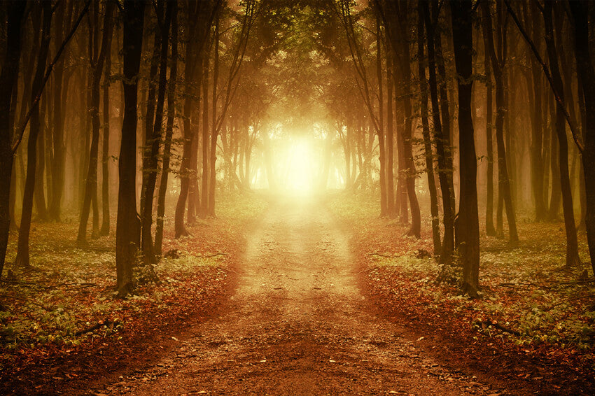 Autumn Forest Afterglow Fallen Leaves Backdrop UK M9-58