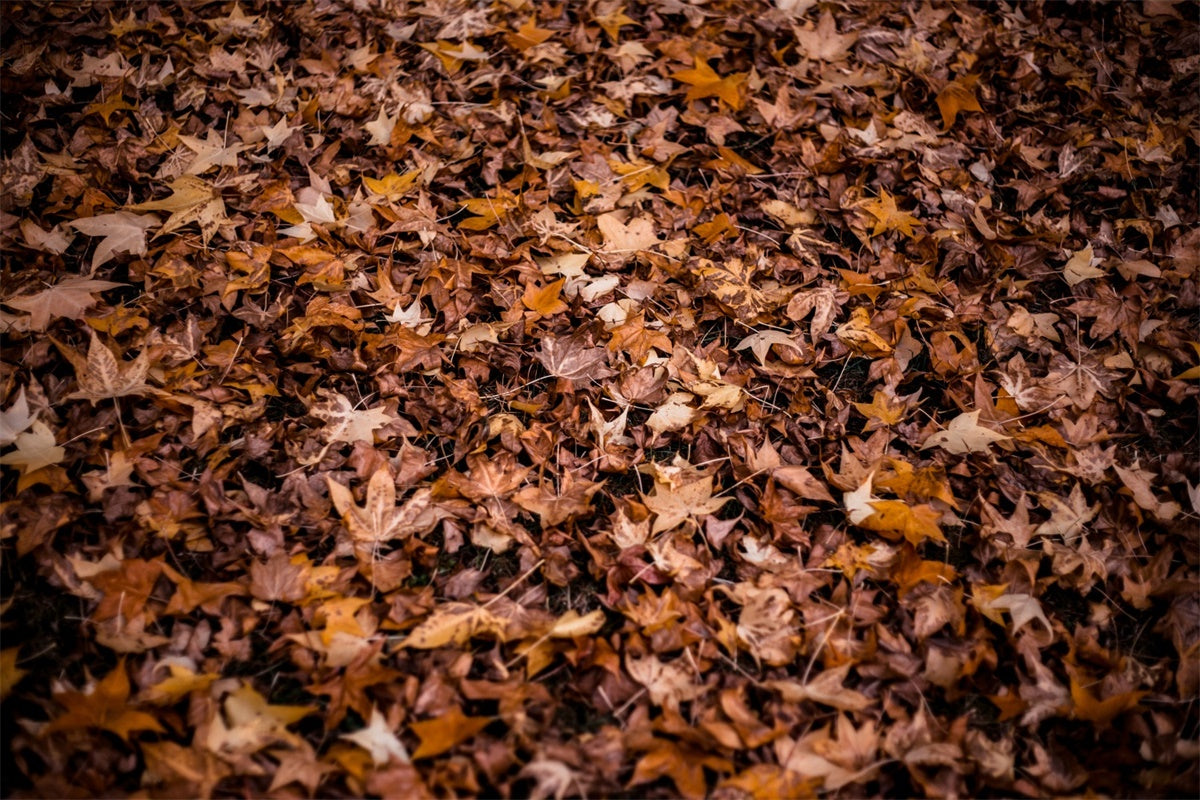 Photography Floor Backdrop Autumn Leaves Floor Backdrop UK TWW57-9