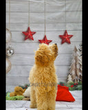 Christmas Decorations Wood Floor Photography Backdrop UK LV-866