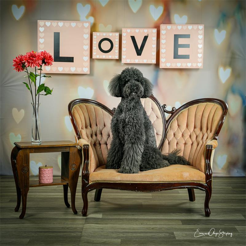 Pastel Heart Bokeh Photo Studio Backdrop UK MR-0046