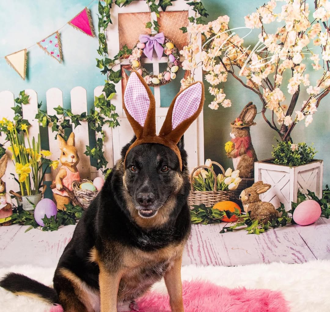 Easter Bunny Eggs Colorful Flowers Backdrop UK D1053