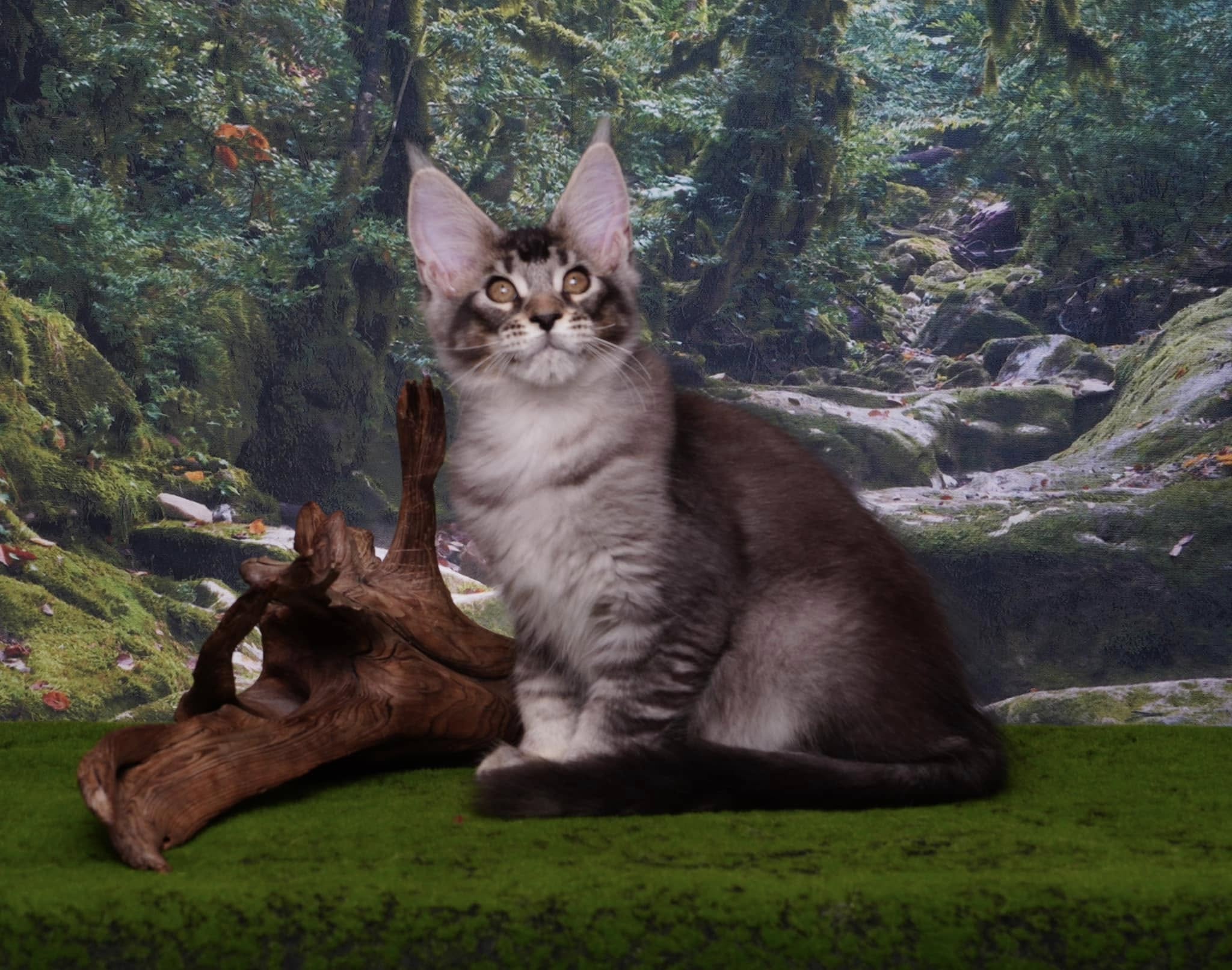 Mysterious Jungle Path Photography Backdrop UK M9-57