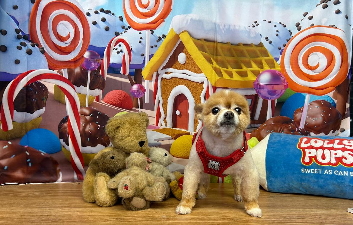 Candy Land Gingerbread House Xmas Backdrop UK M7-10
