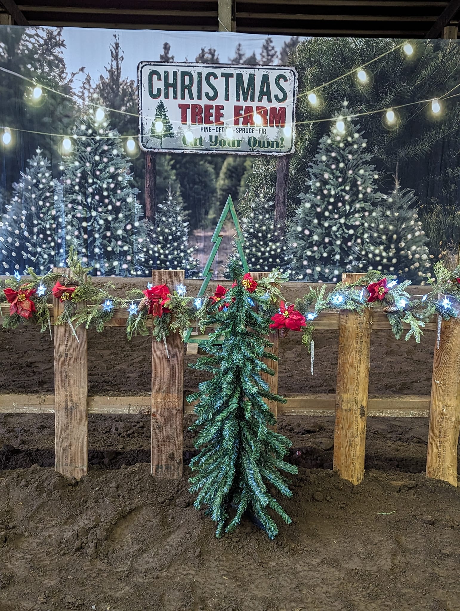 Christmas Tree Farm String Lights Backdrop for Photography D830