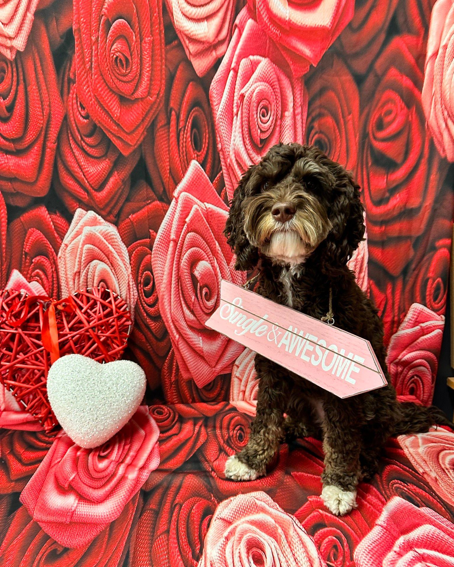 Red Rose Flower Backdrop UK for Photo Studio ZH-94