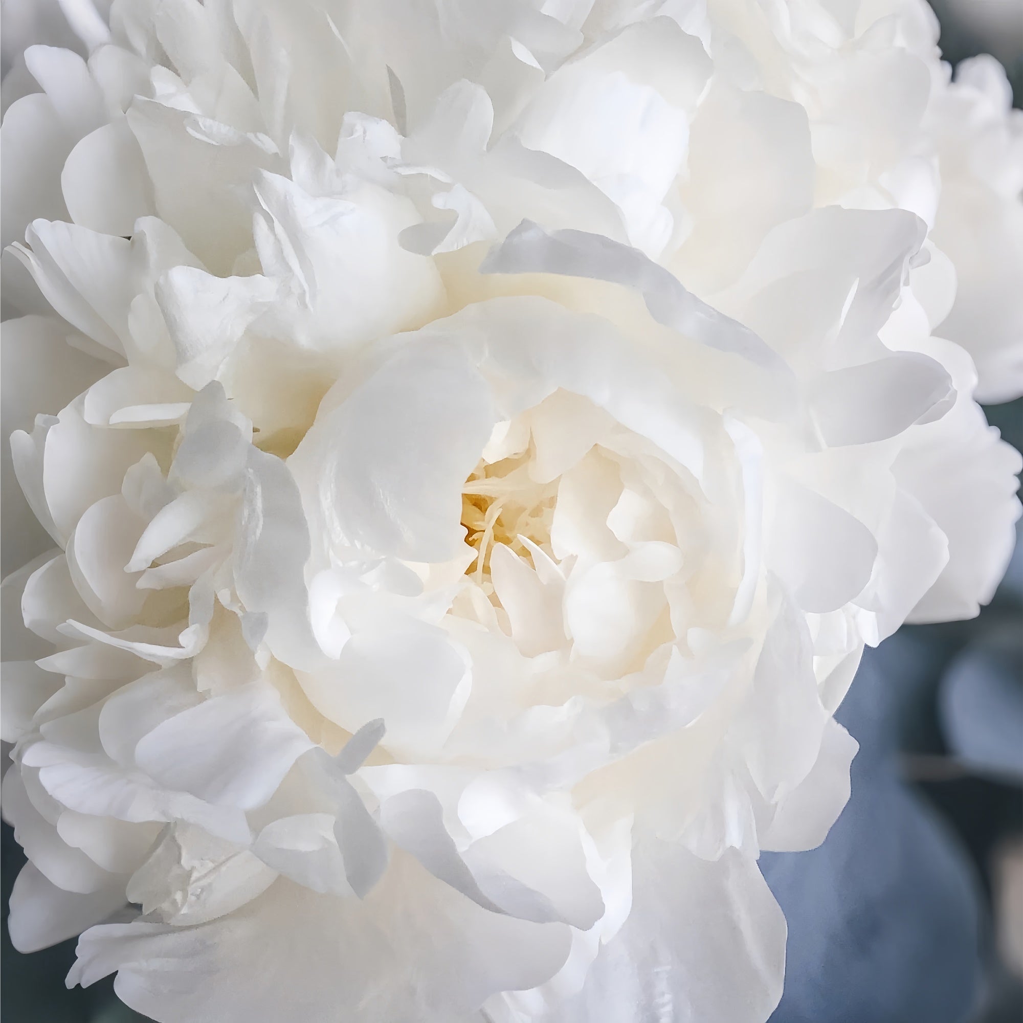 Floral Photography Backdrops White Peony Blossom Backdrop UK BRP1-385