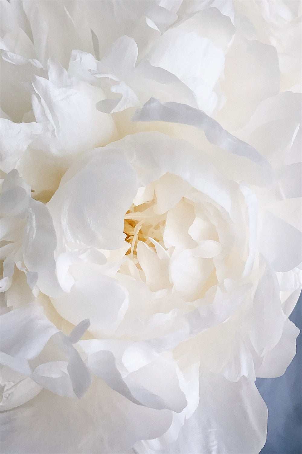 Floral Photography Backdrops White Peony Blossom Backdrop UK BRP1-385