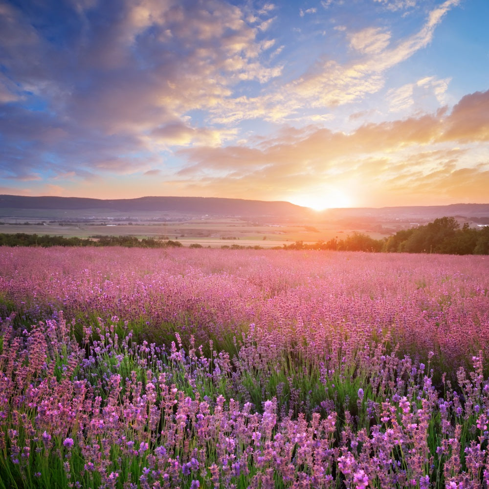 Flower Photo Backdrop Golden Glow Purple Lavender Backdrop UK BRP1-496