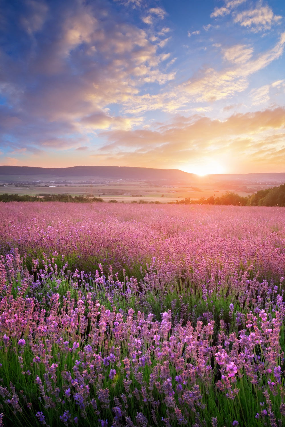 Flower Photo Backdrop Golden Glow Purple Lavender Backdrop UK BRP1-496